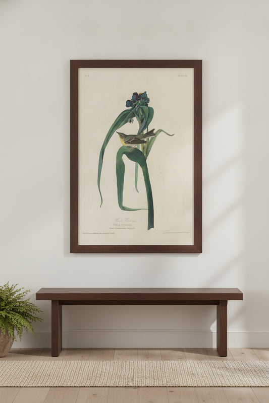 Vigors Vireo — framed art in a styled interior