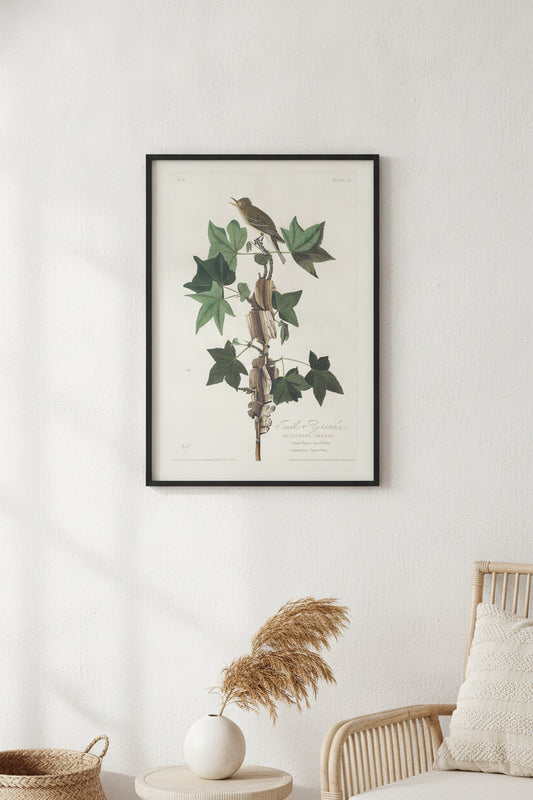 Traill's Flycatcher — framed art in a styled interior