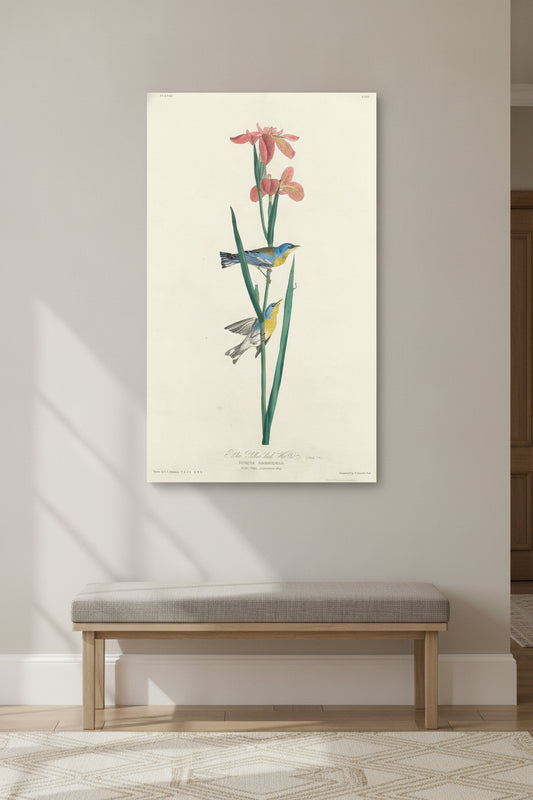 Blue Yellow-backed Warbler — framed art in a styled interior