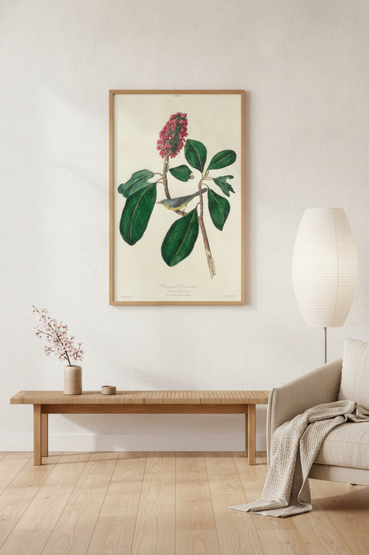 Bonaparte Fly Catcher — framed art in a styled interior