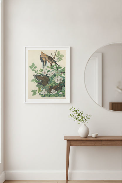 Carolina Pigeon or Turtle Dove — framed art in a styled interior