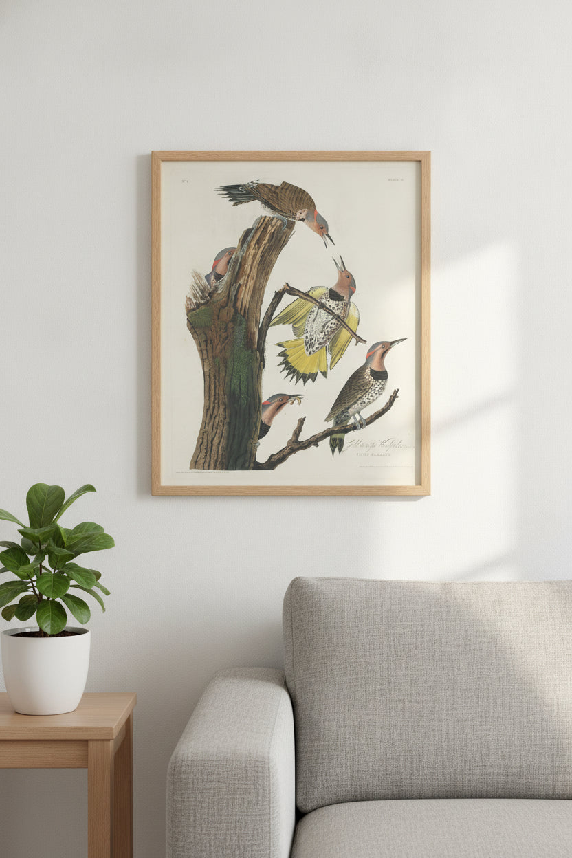 Gold-winged Woodpecker — framed art in a styled interior