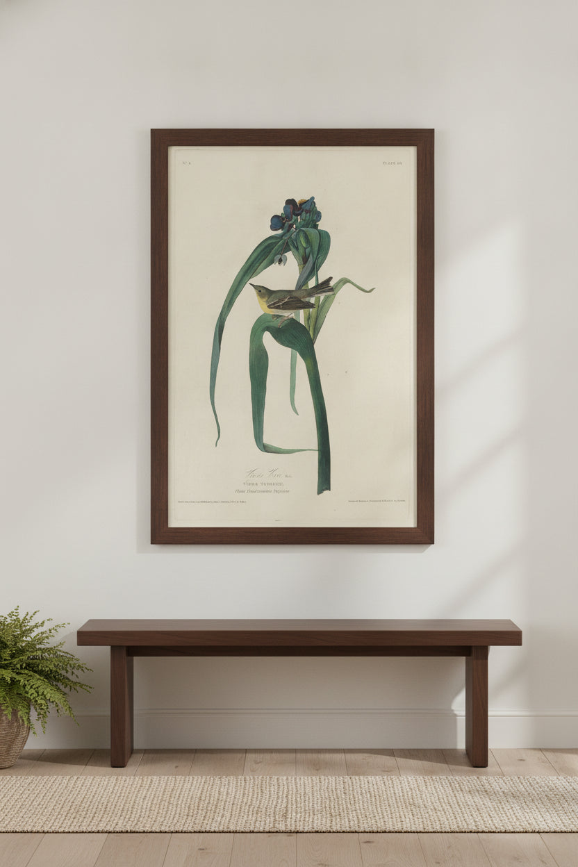 Vigors Vireo — framed art in a styled interior