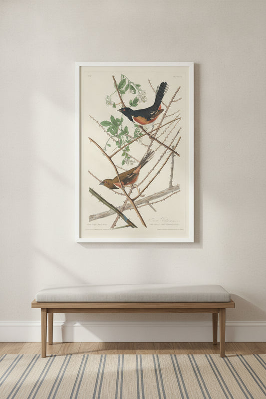 Towee Bunting — framed art in a styled interior