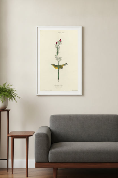 Selby's Flycatcher — framed art in a styled interior