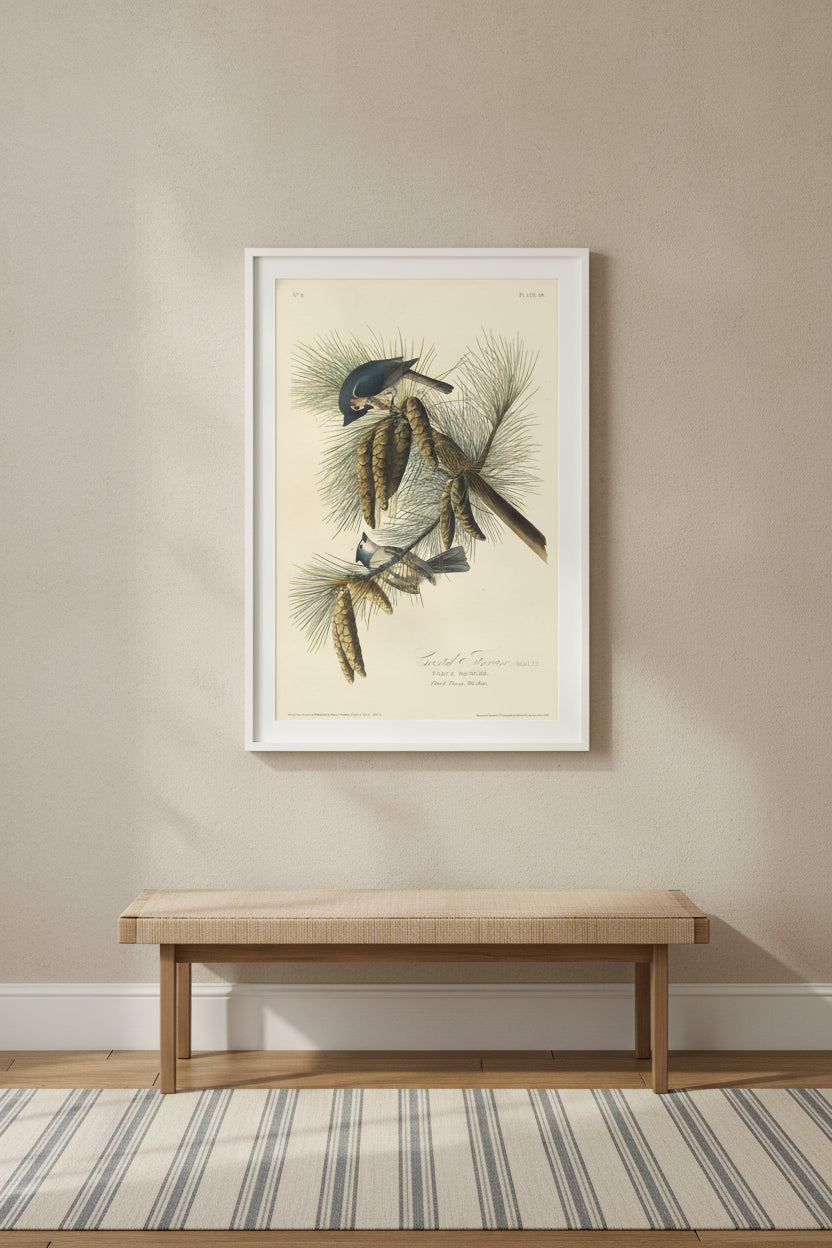 Crested Titmouse — framed art in a styled interior