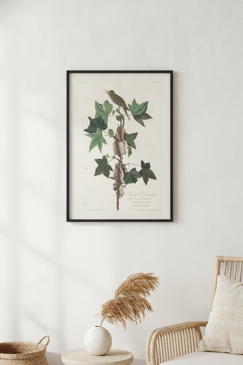 Traill's Flycatcher — framed art in a styled interior