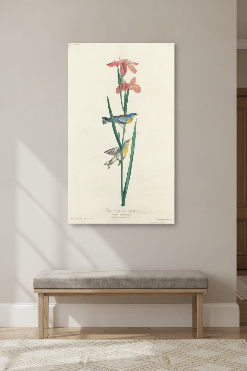 Blue Yellow-backed Warbler — framed art in a styled interior