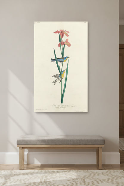 Blue Yellow-backed Warbler — framed art in a styled interior