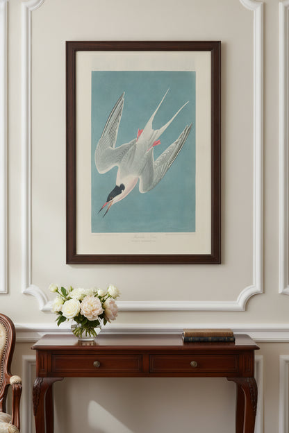 Roseate Tern — framed art in a styled interior