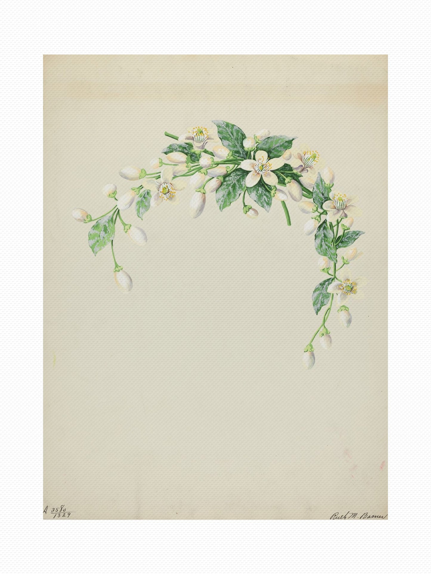 Orlonzo - WRAPPED CANVAS UNFRAMED CANVAS PREVIEW