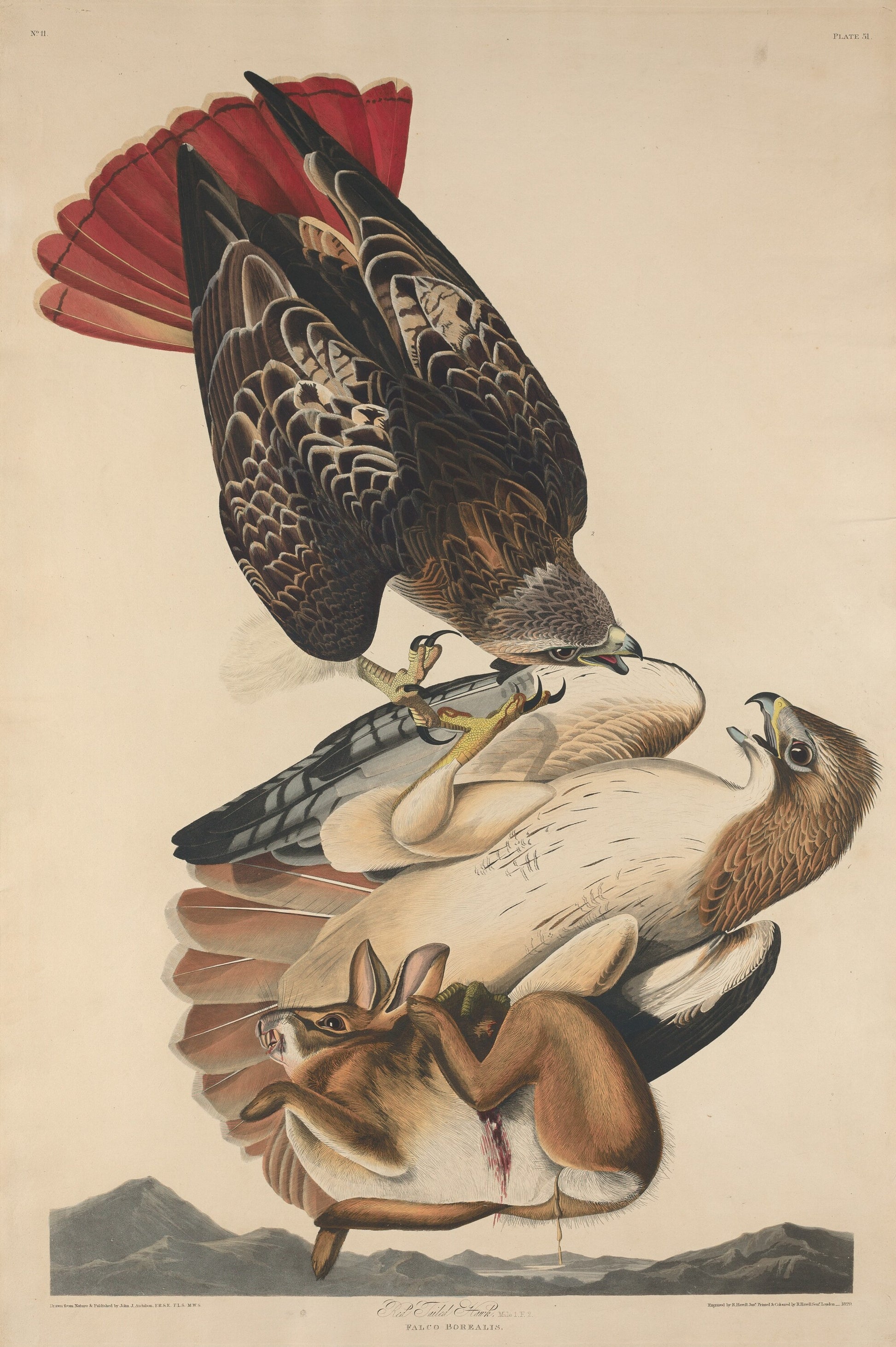Red Tailed Hawk
