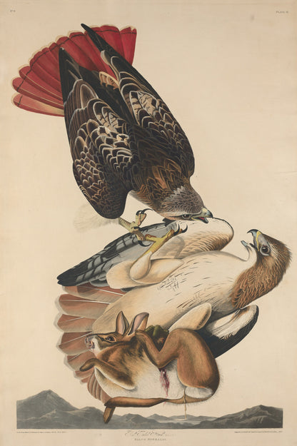 Red Tailed Hawk