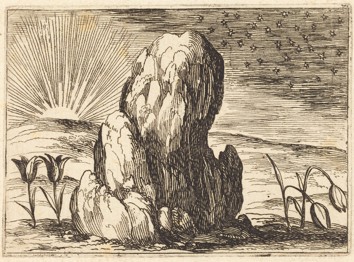 The Tulips and the Sun