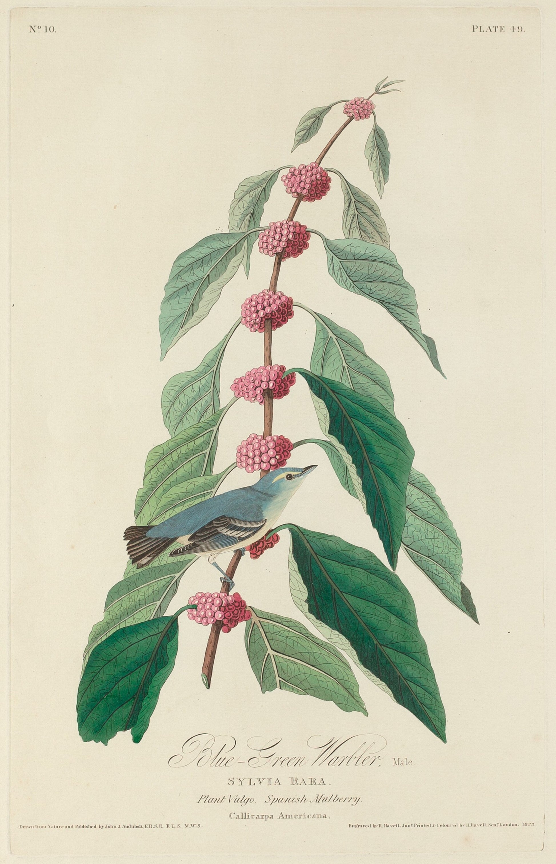 Blue-green Warbler