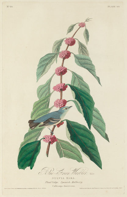 Blue-green Warbler