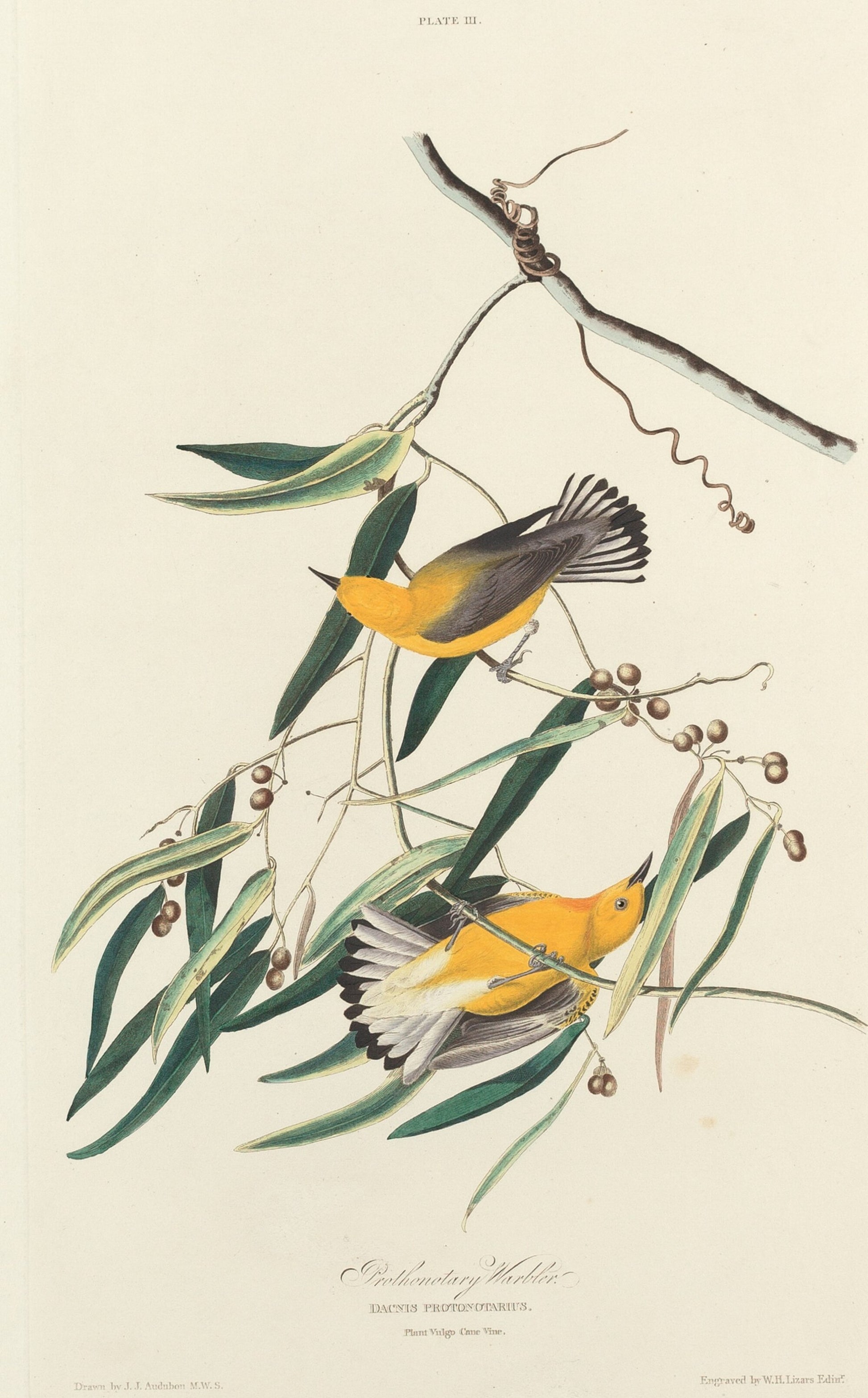 Prothonotary Warbler