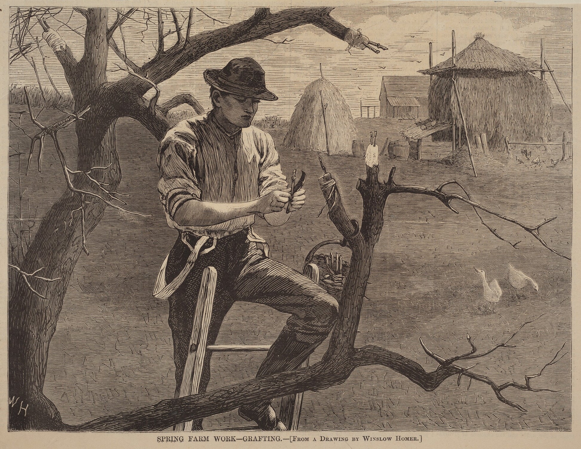 Spring Farm Work - Grafting