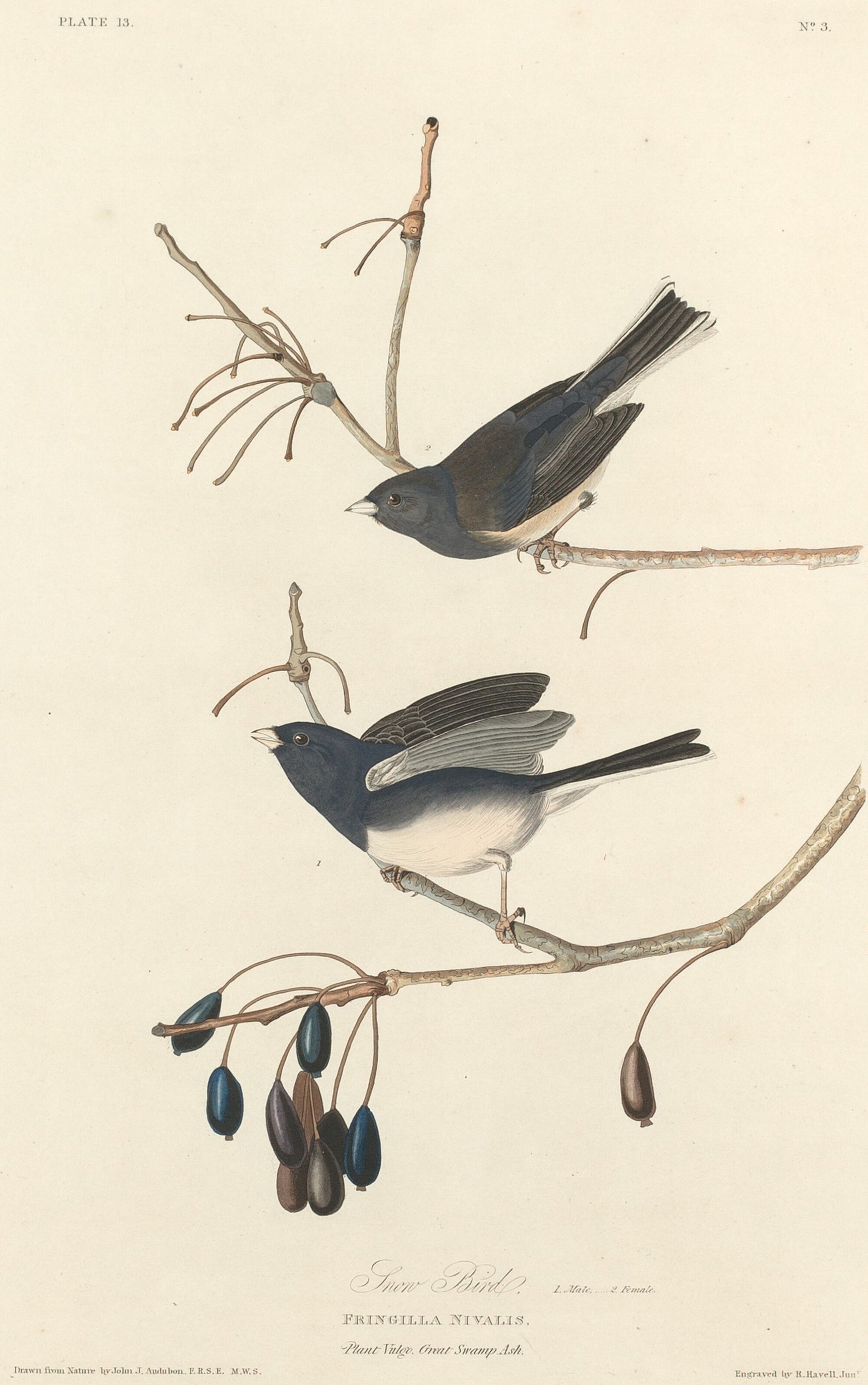 Snow-Bird