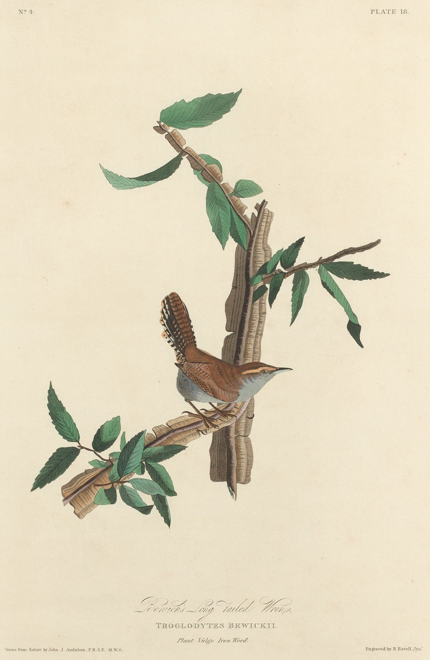 Bewick's Long-tailed Wren