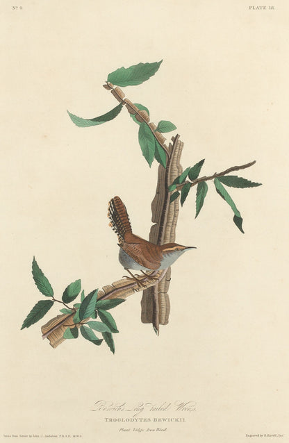 Bewick's Long-tailed Wren