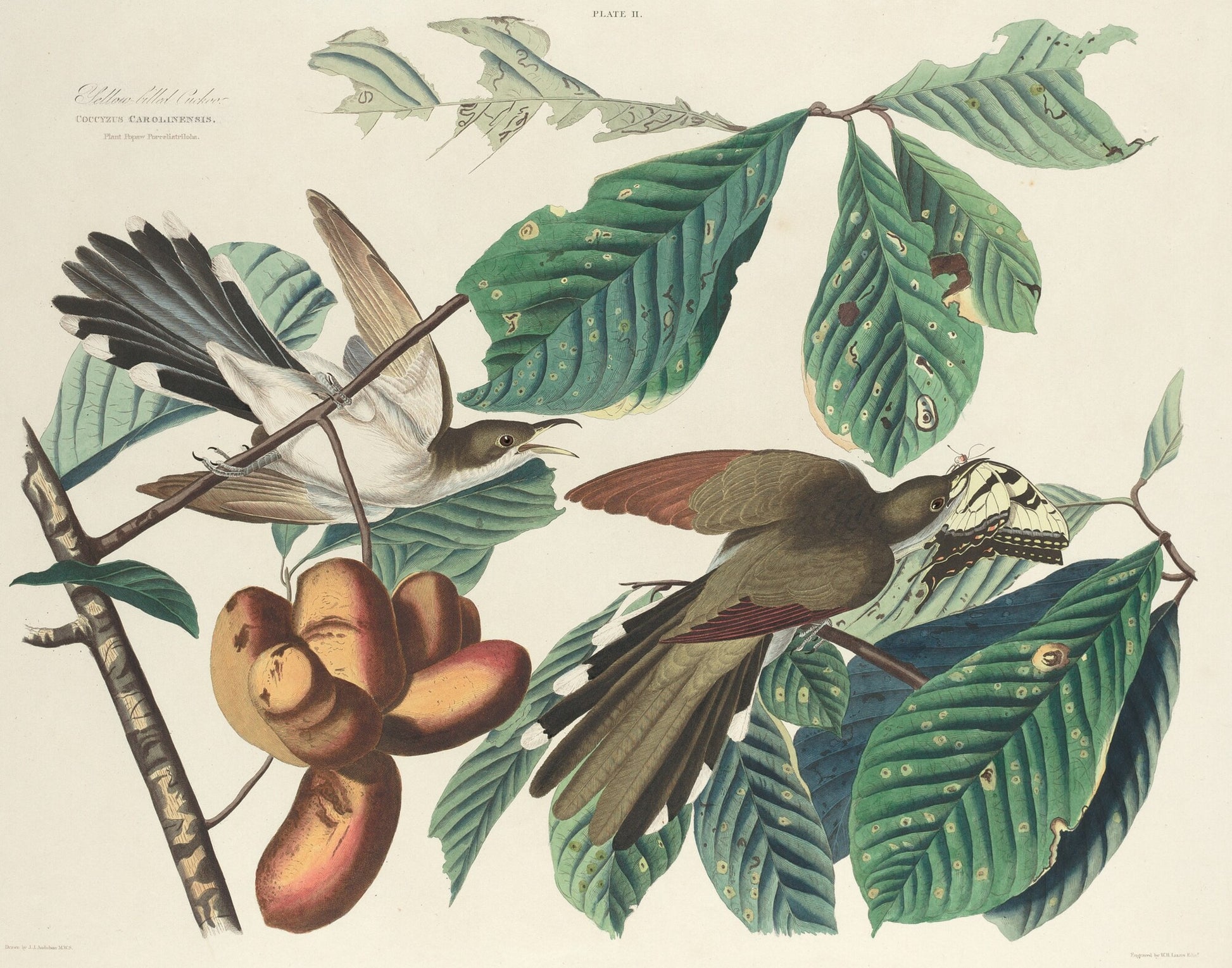 Yellow-billed Cuckoo