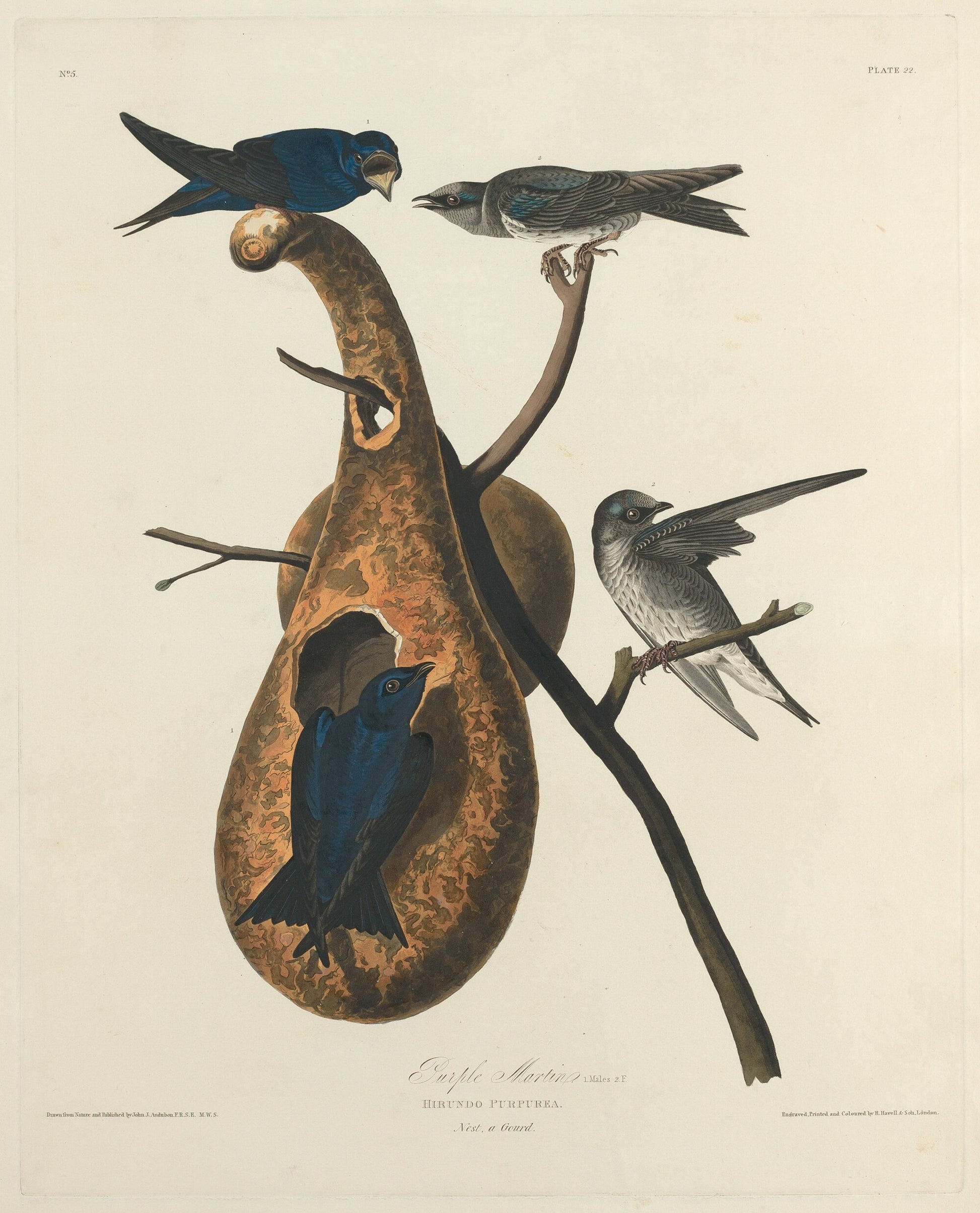 Purple Martin