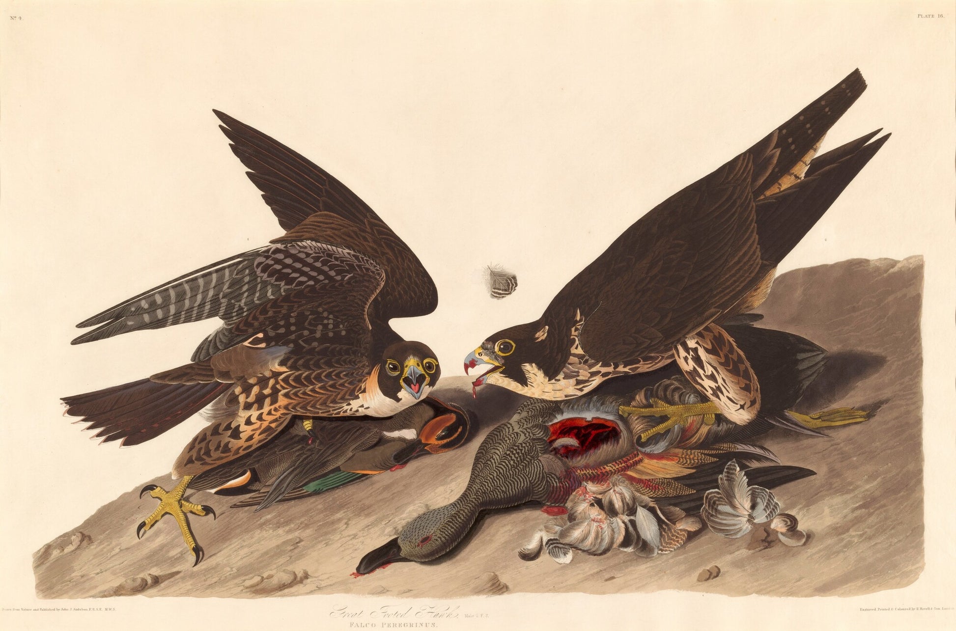 Great Footed Hawk