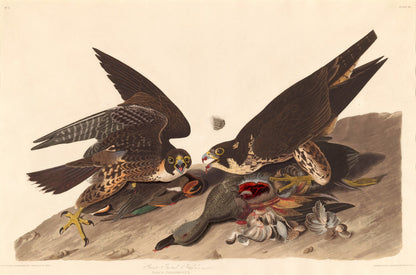 Great Footed Hawk
