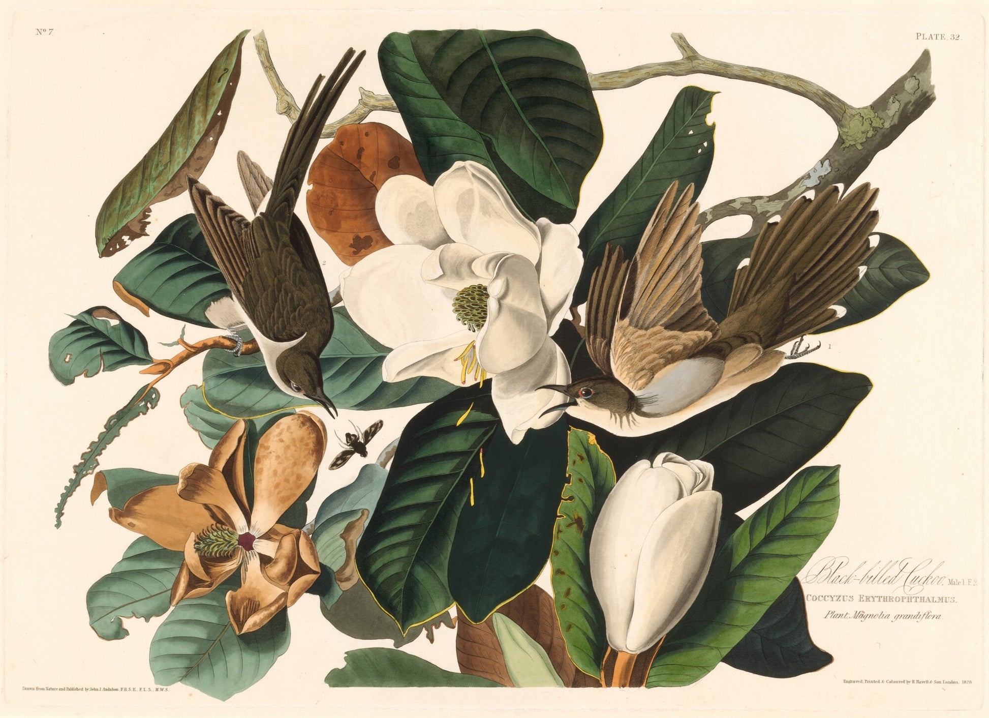 Black-billed Cuckoo