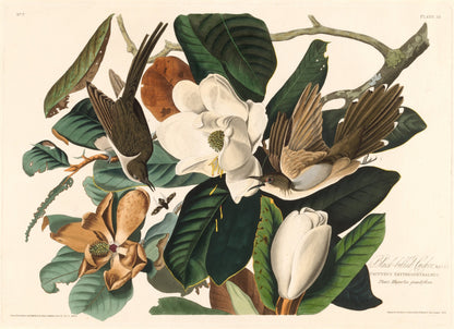 Black-billed Cuckoo