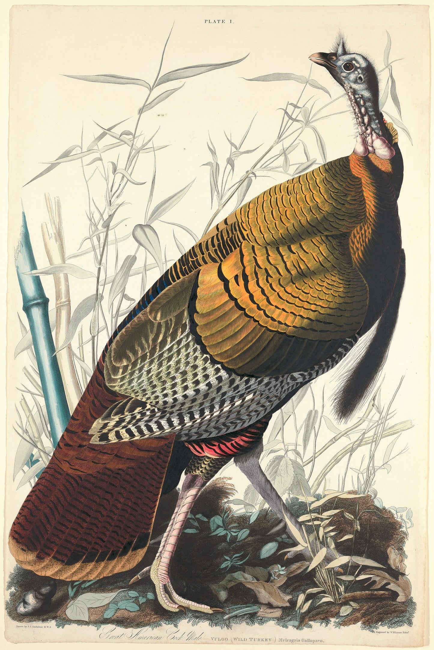 Great American Cock