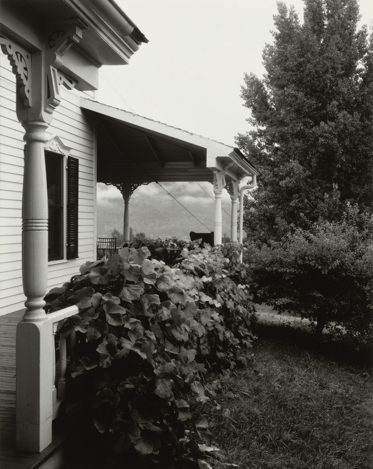 House and Grape Leaves