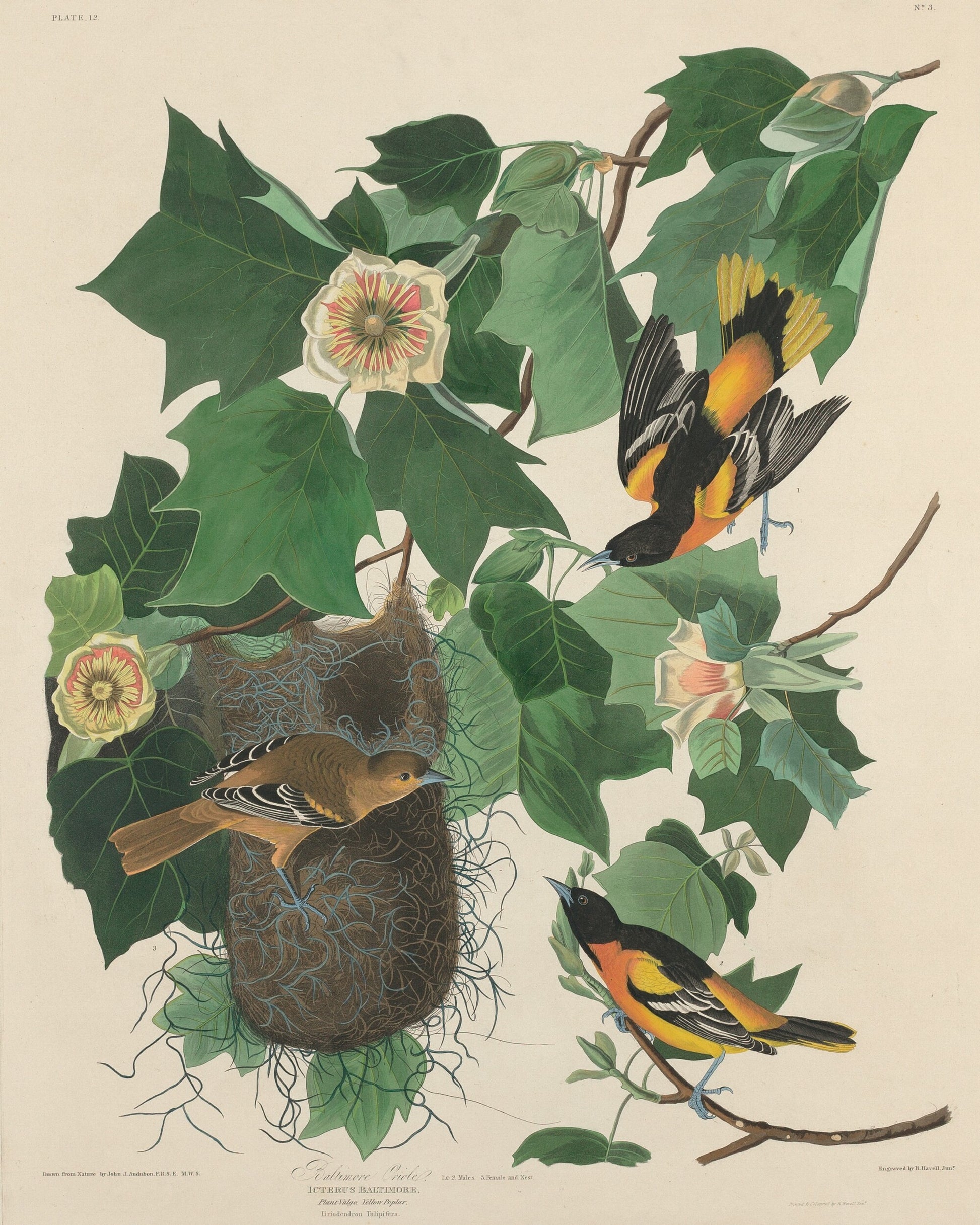 Baltimore Oriole