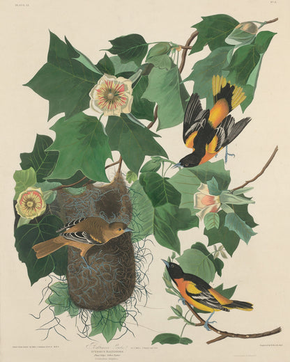 Baltimore Oriole