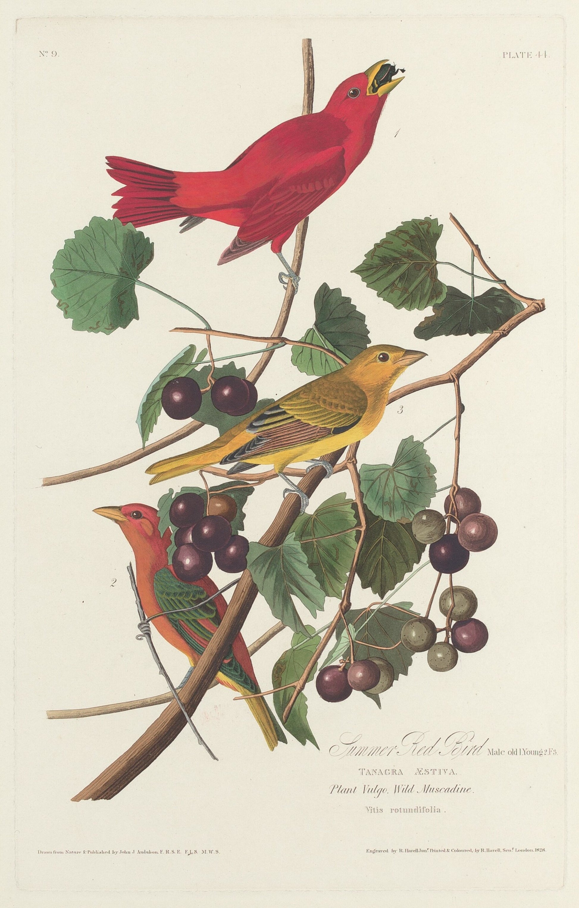 Summer Red Bird