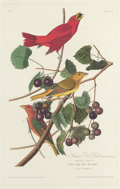 Summer Red Bird