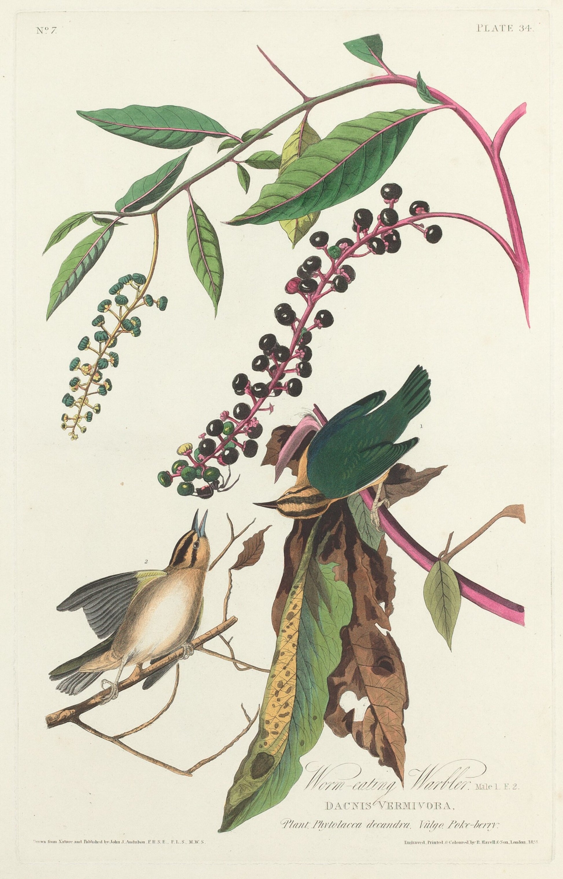 Worm-eating Warbler
