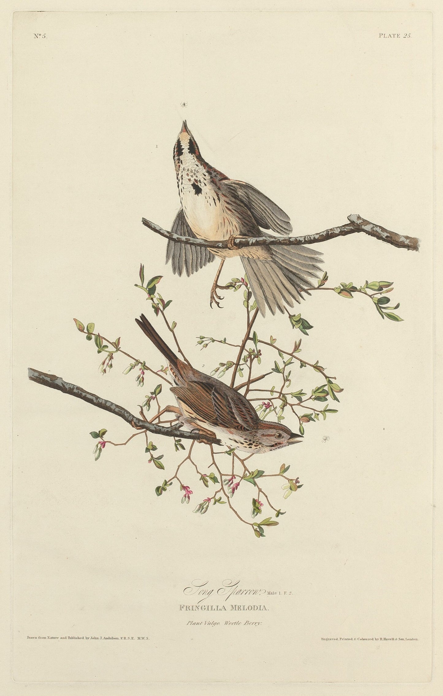 Song Sparrow