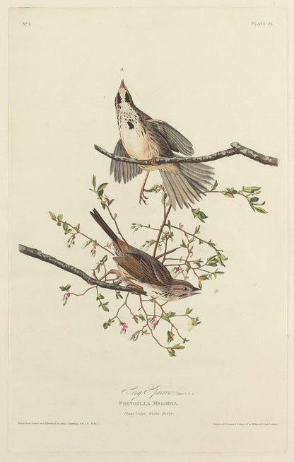 Song Sparrow