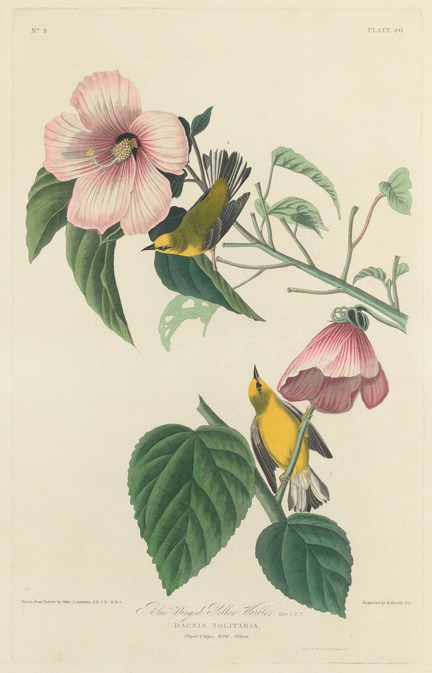 Blue-winged Yellow Warbler