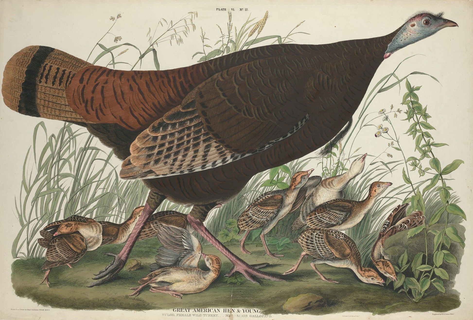 Great American Hen and Young
