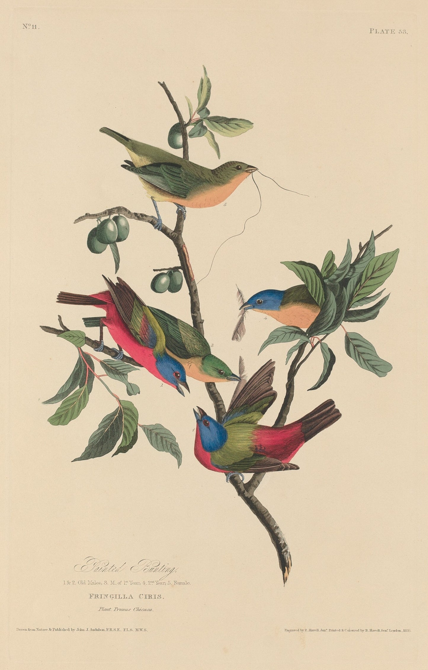 Painted Bunting