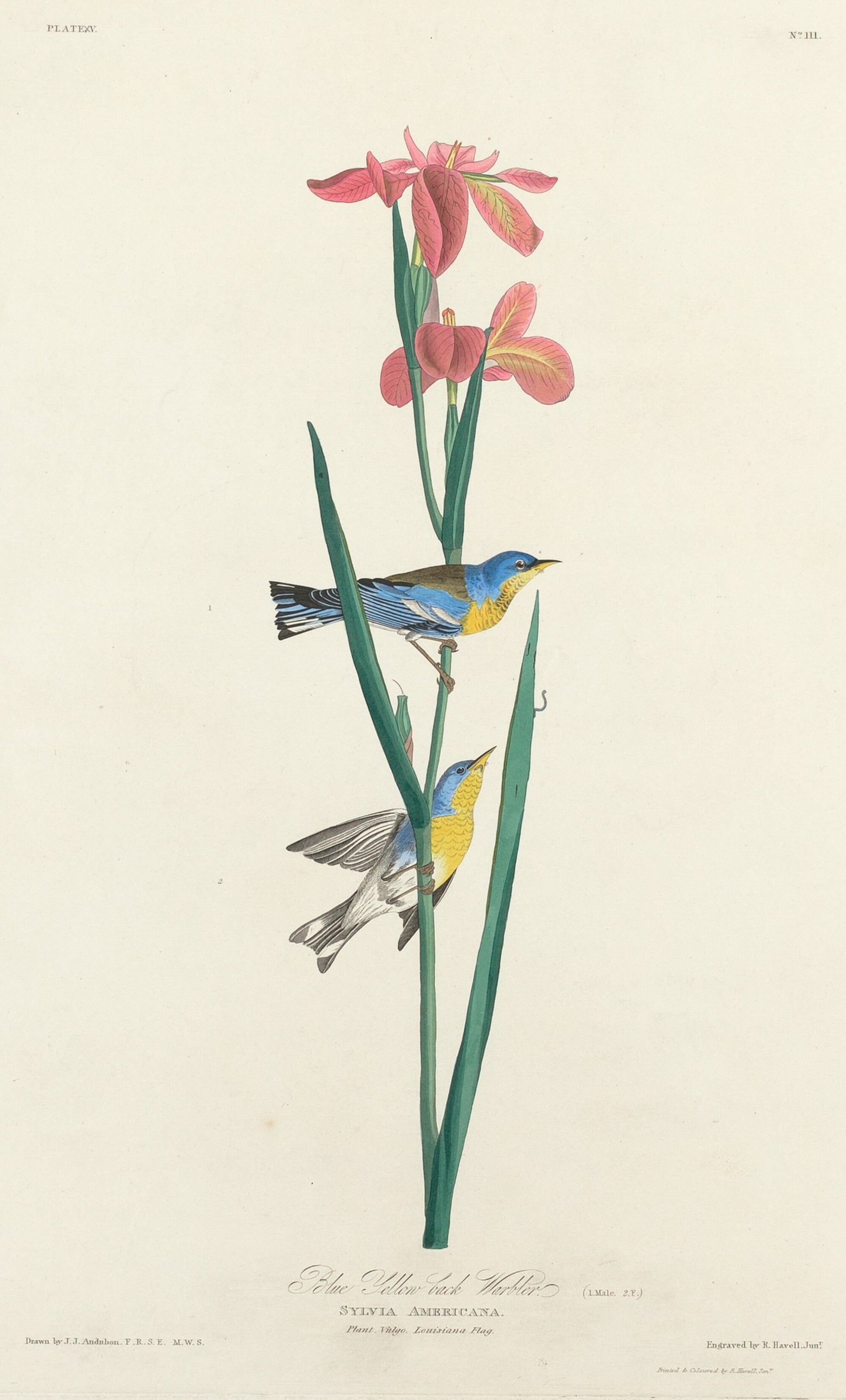 Blue Yellow-backed Warbler