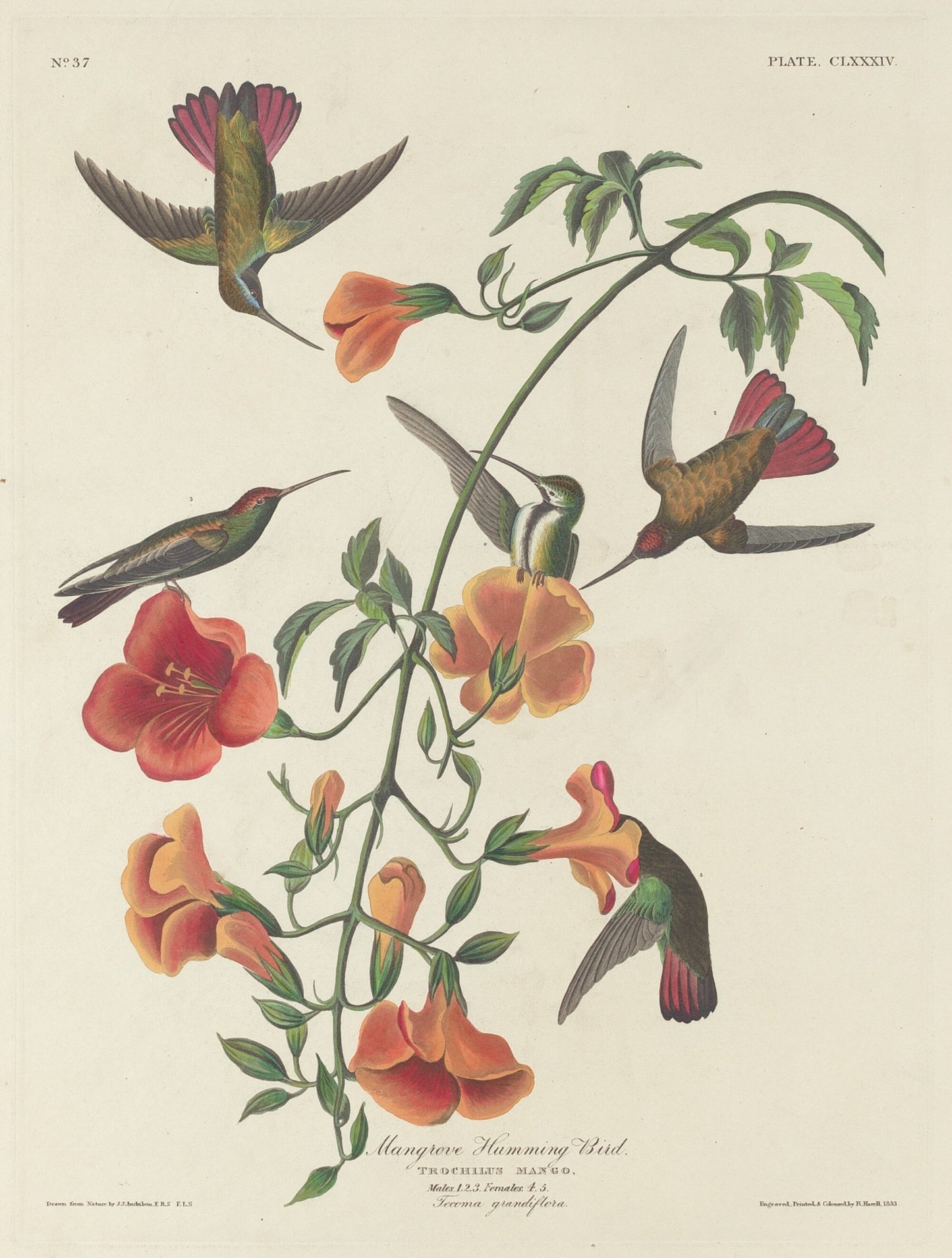 Mangrove Humming Bird