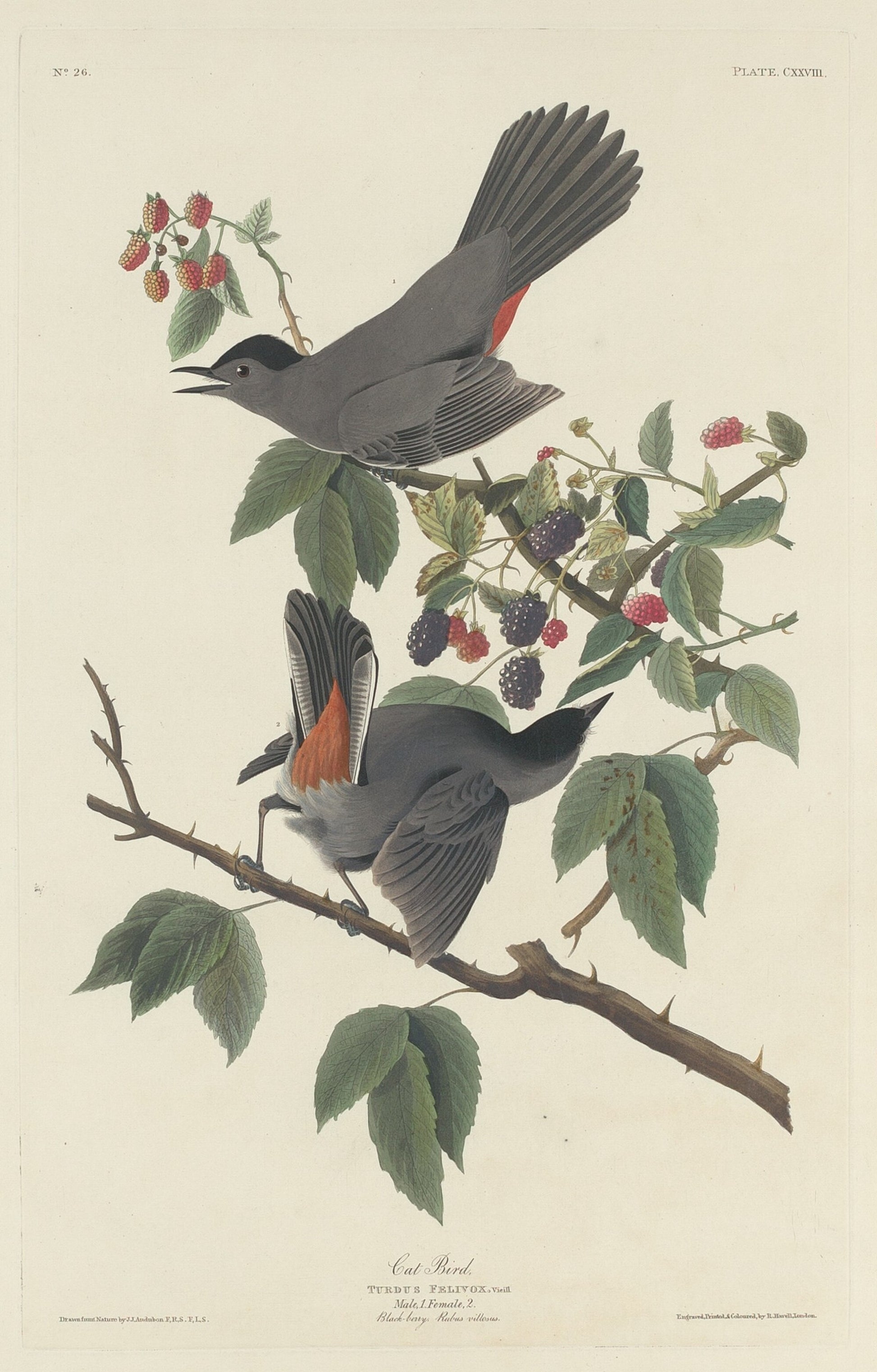 Cat Bird