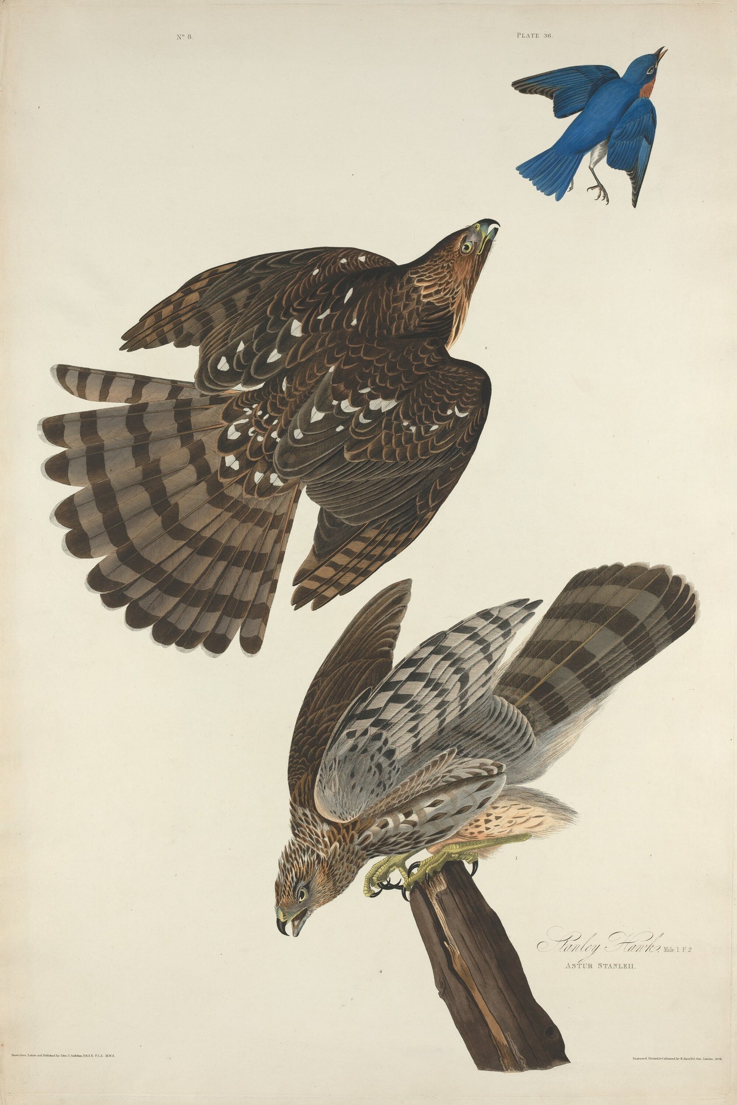 Stanley Hawk