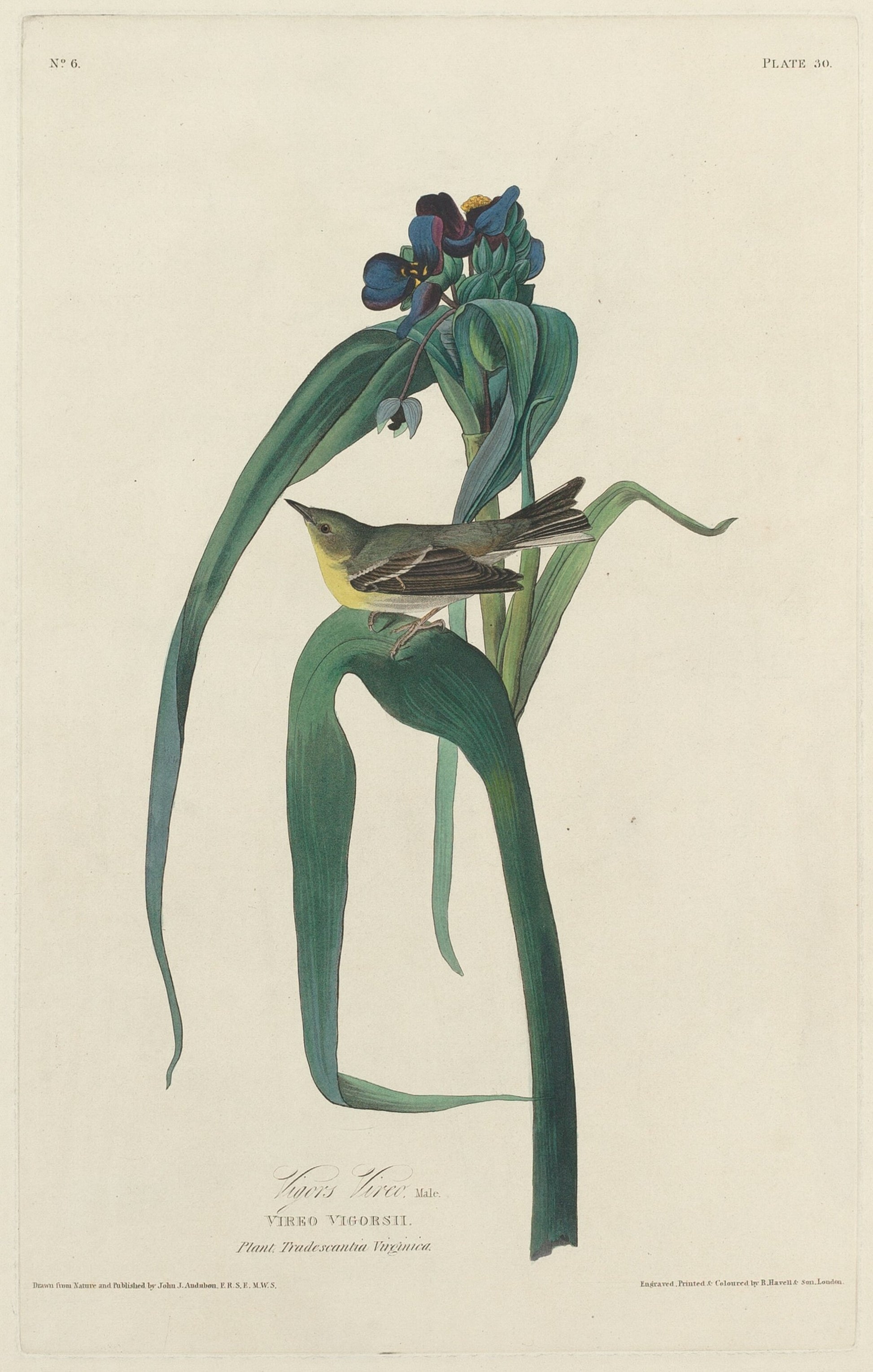 Vigors Vireo