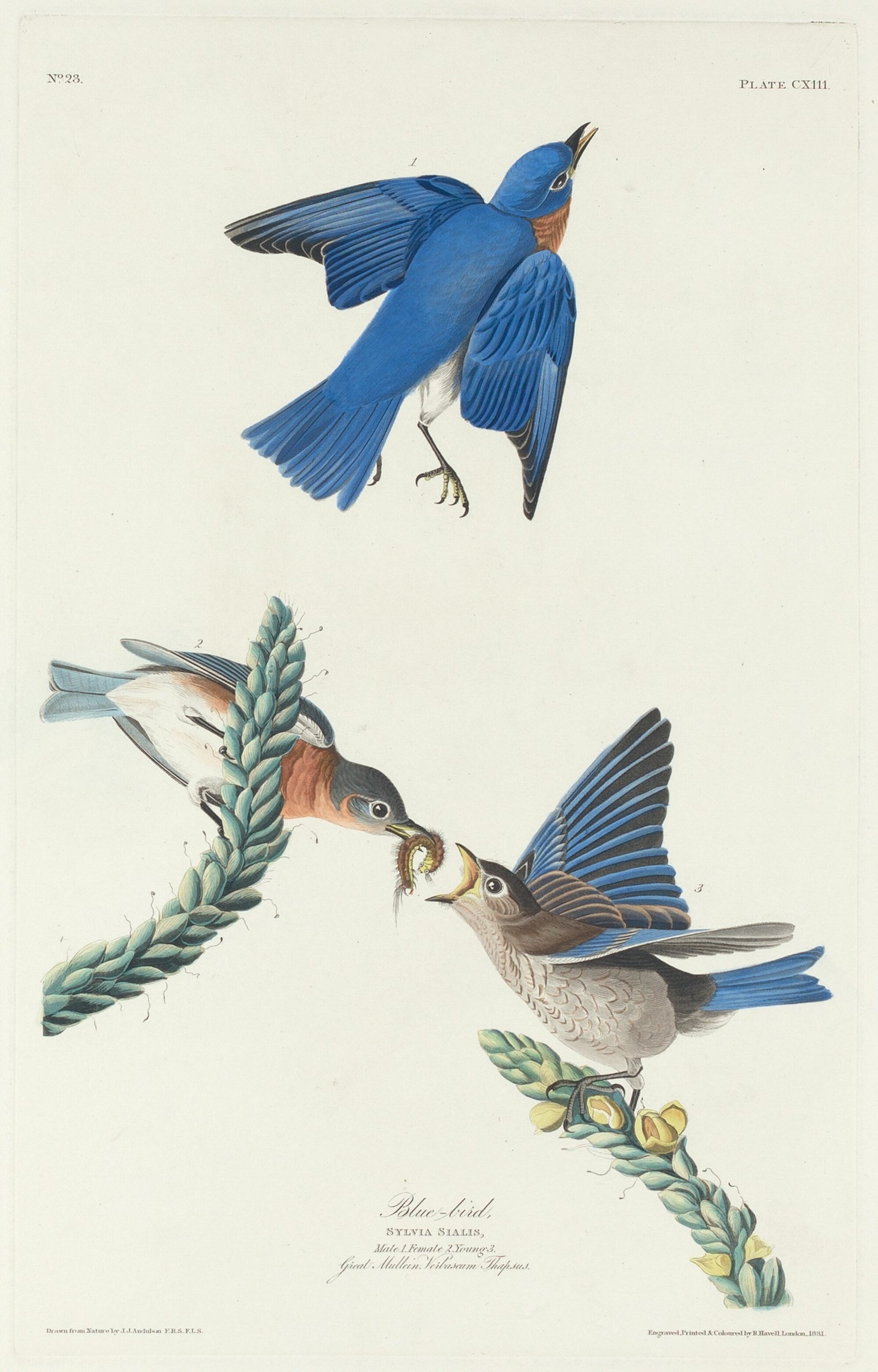 Blue-Bird