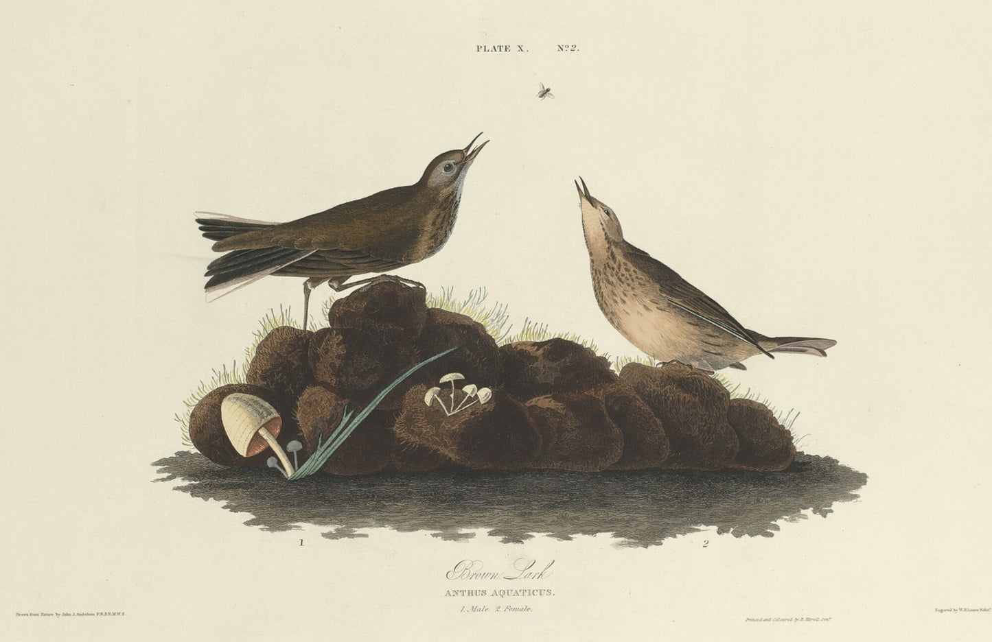Brown Lark